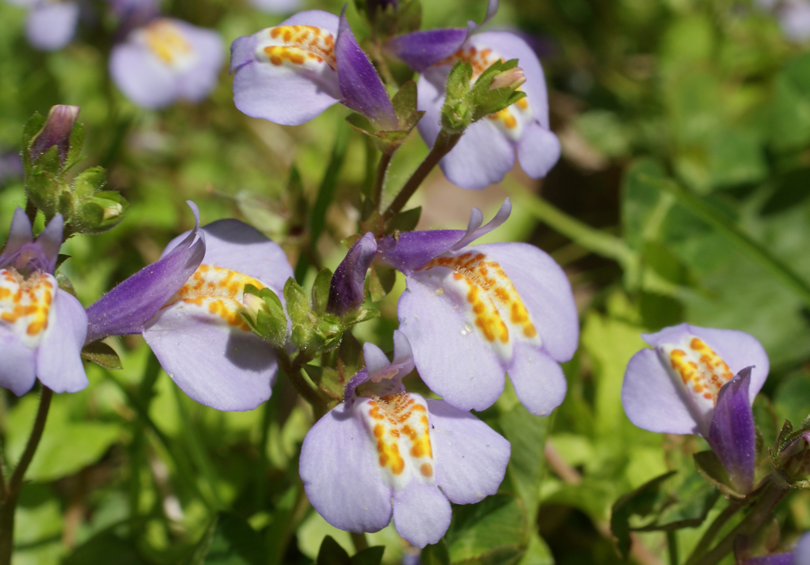 taro様ご確認用サギゴケ 跡見群芳譜(野草譜 サギゴケ)